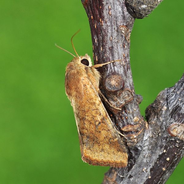 Helicoverpa armigera